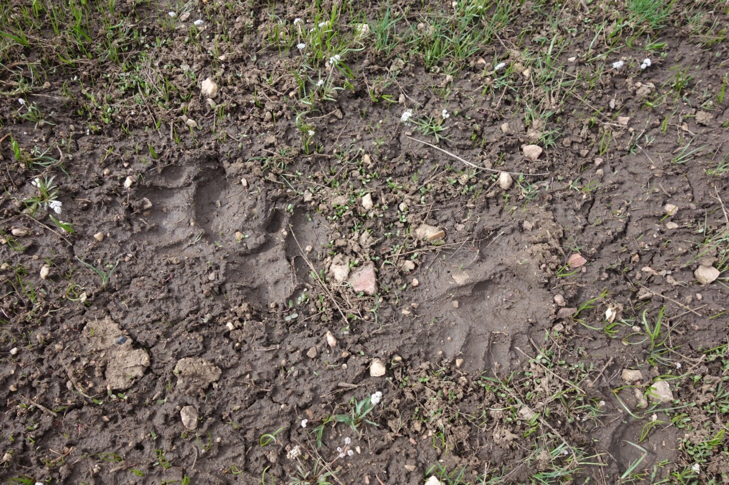 泥里有熊的脚印