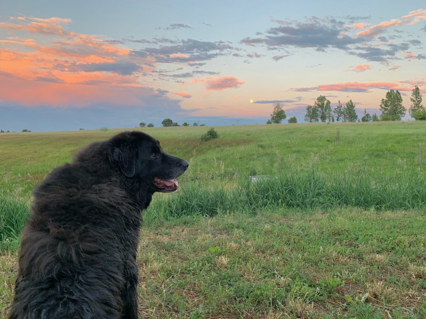 一只友好的狗狗看着相机右边，夕阳在她身后gydF4y2Ba