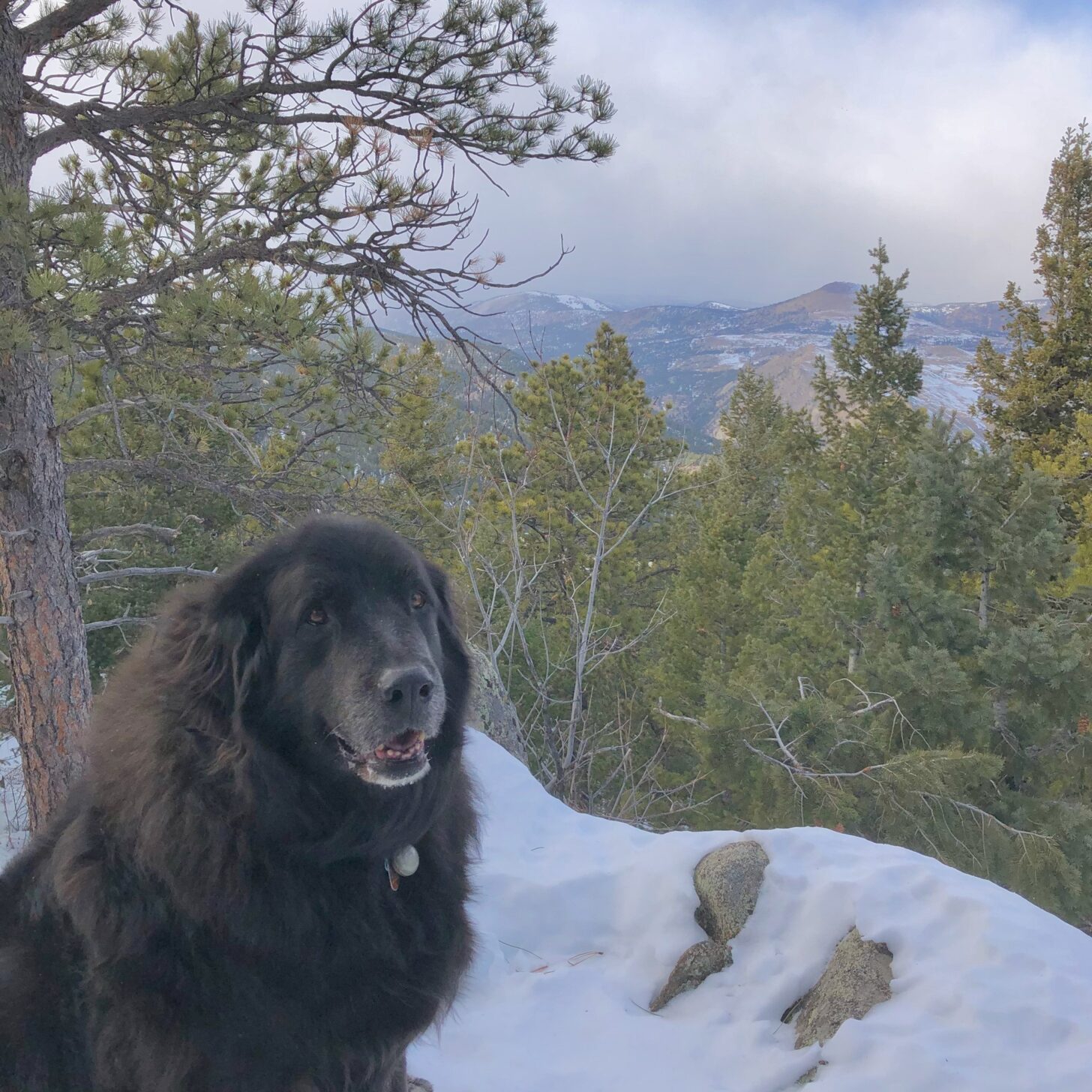 一只毛茸茸的黑狗坐在雪地里，俯瞰着远方。gydF4y2Ba
