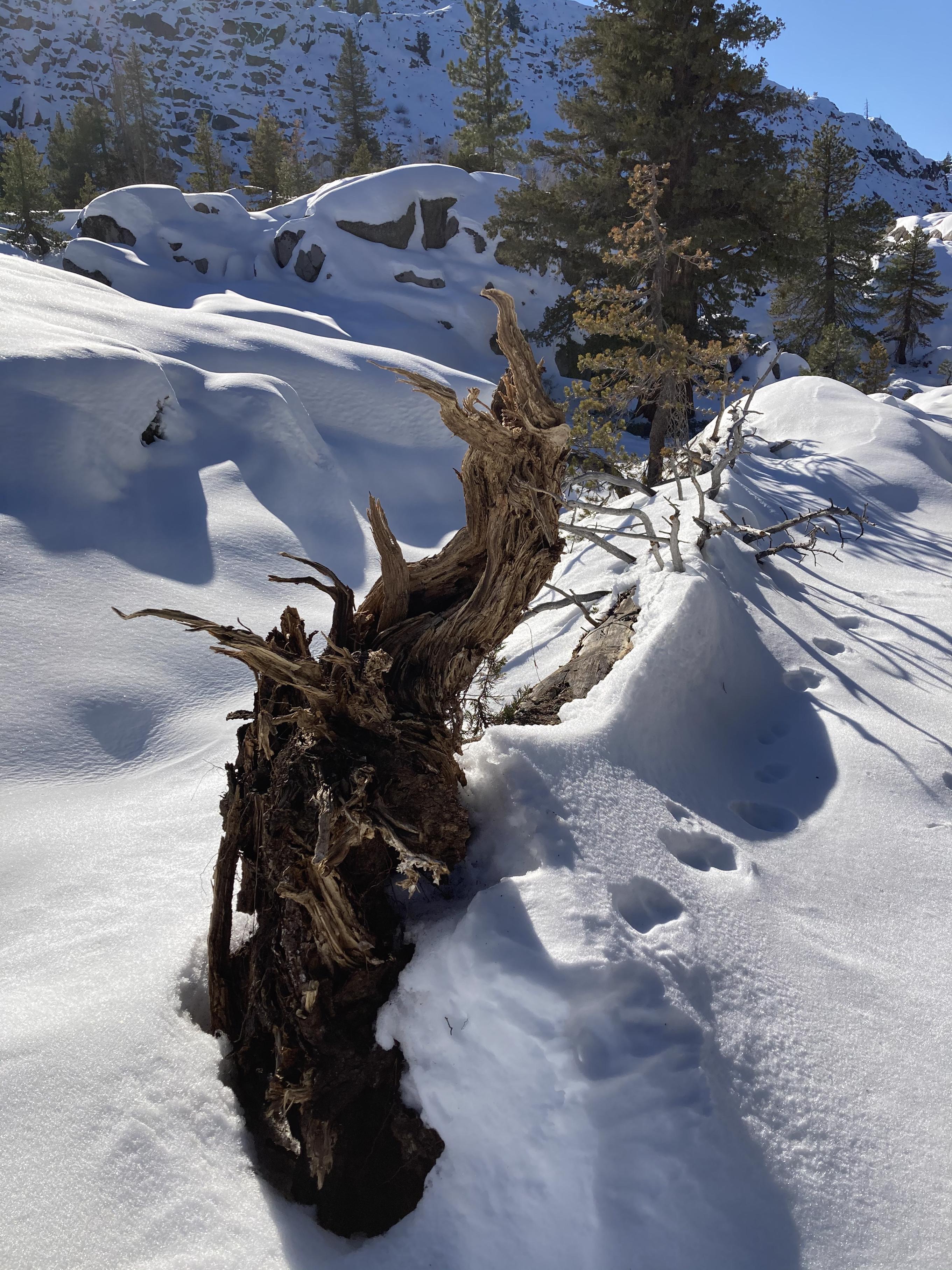 雪中的树桩